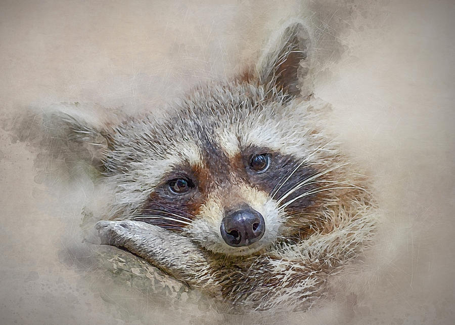 Rocky Raccoon Photograph by Brian Tarr