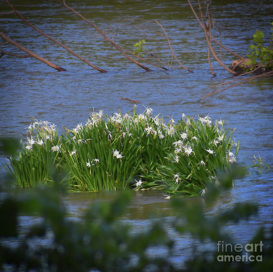 Flower Photograph - Rocky Shoals Spider Lilies by Skip Willits
