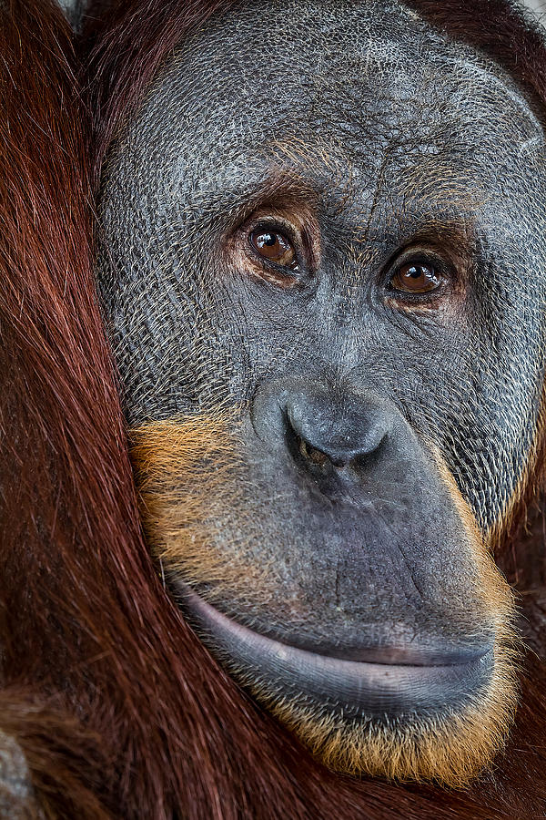Rocky the Orangutan Photograph by Ron Pate