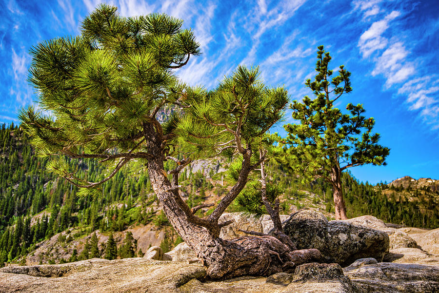 Rocky-Top Pine Tree Photograph by Steven Ainsworth