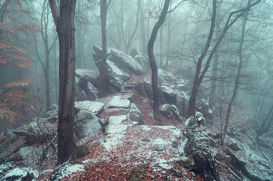 Rocky Trail in Misty Woods Photograph by Jenny Rainbow