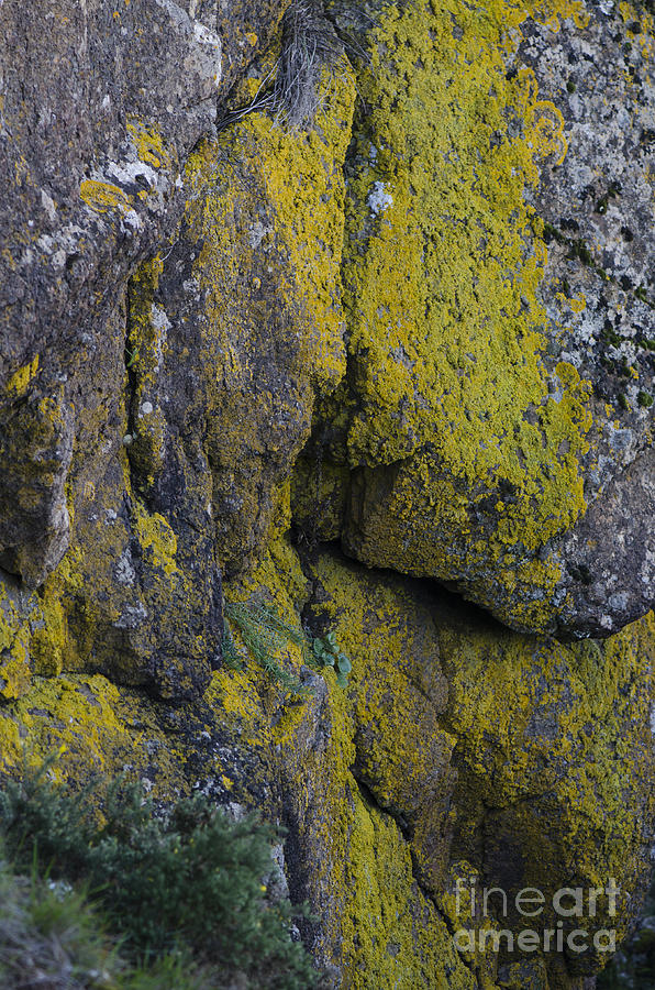 Rocky wall covered with moss Photograph by Perry Van Munster