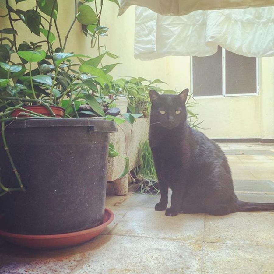 Animal Photograph - Rockys World🐱. #cat #blackcat by Ivalu Tesla