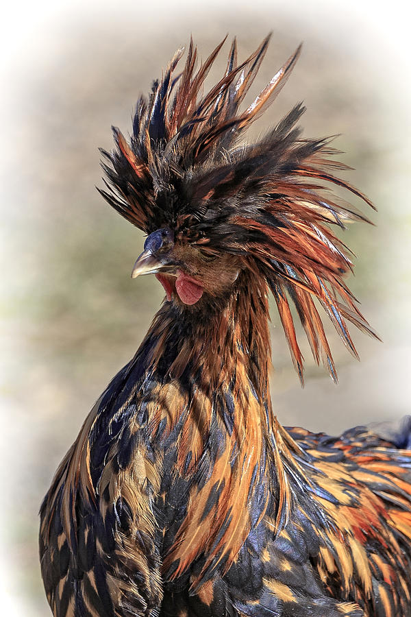Rod Stewart Ala Chicken Photograph by Wes and Dotty Weber