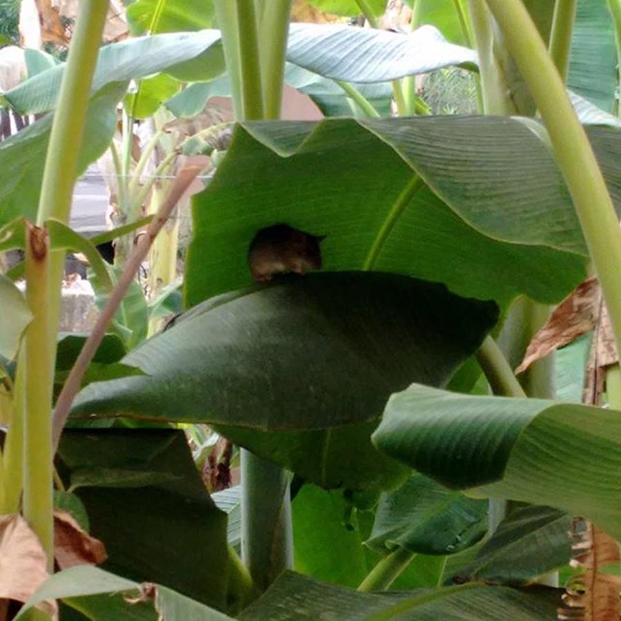 Rodent Hiding Under A Banana Leaf. My Photograph by Rebecca Heins