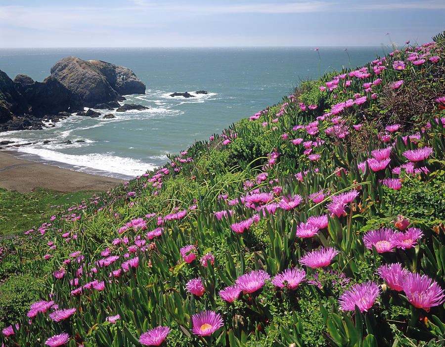 2A6149-Rodeo Beach and Iceplant  Photograph by Ed  Cooper Photography