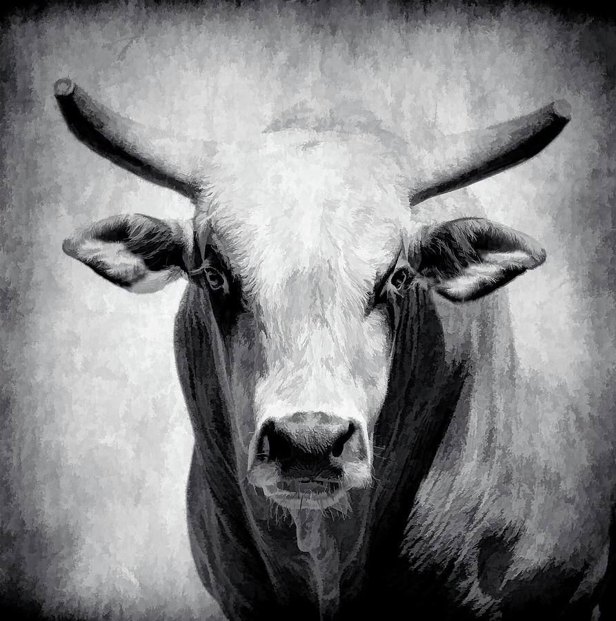 Rodeo Bull BW Photograph by Athena Mckinzie