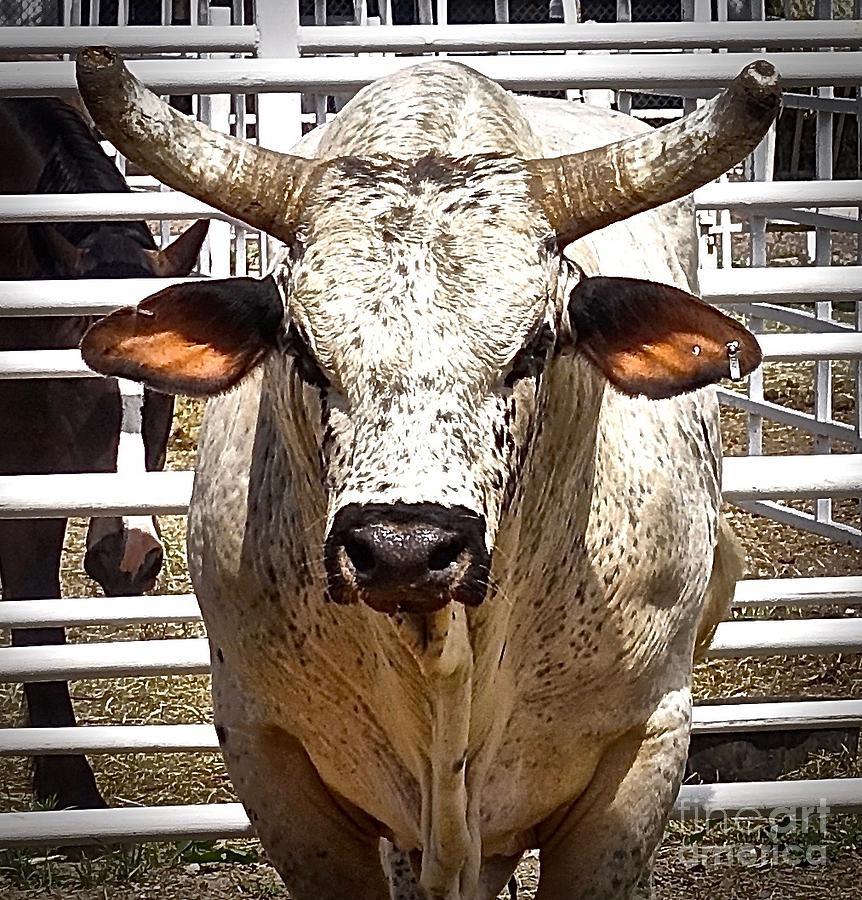 Rodeo Bull Photograph by Elisabeth Derichs