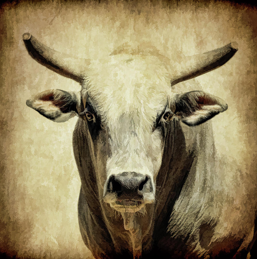Rodeo Bull II Photograph by Athena Mckinzie