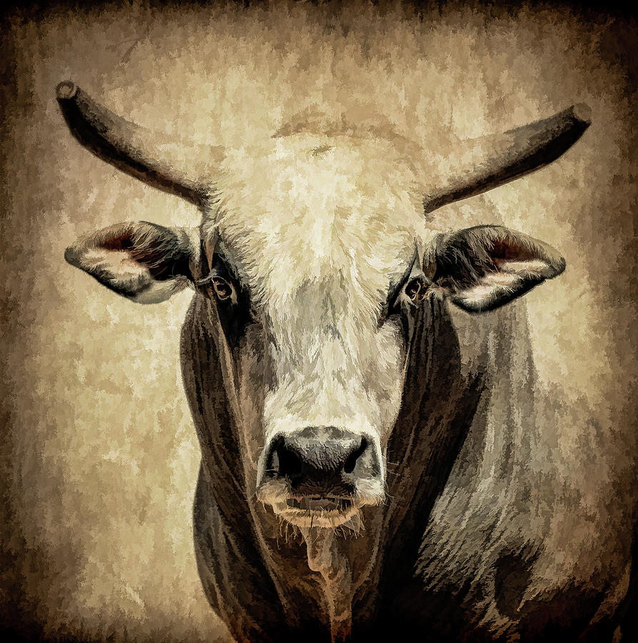 Rodeo Bull IV Photograph by Athena Mckinzie