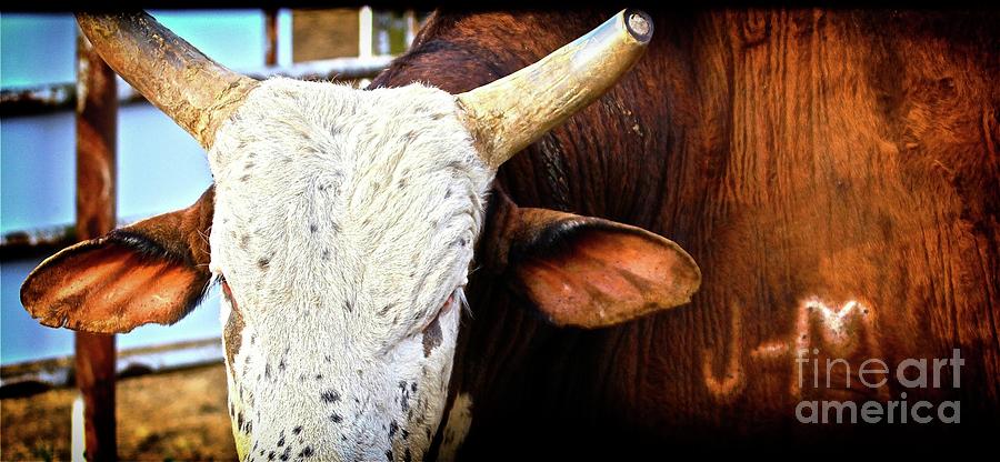 Rodeo Bull J-M Photograph by Gus McCrea