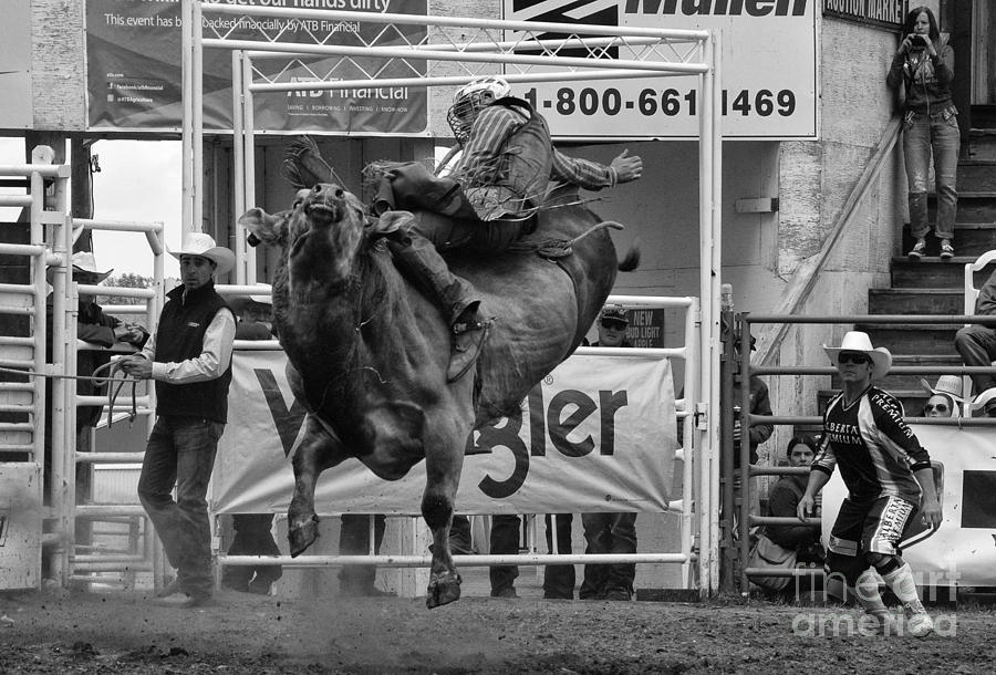 Bull Photograph - Rodeo Bull Riding 1 by Bob Christopher