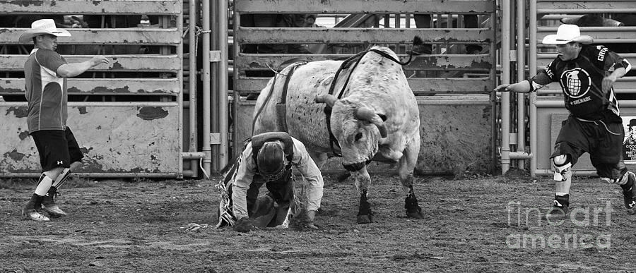 Bull Photograph - Rodeo Bull Riding 2 by Bob Christopher