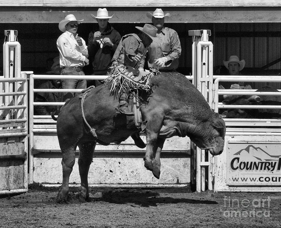 Bull Photograph - Rodeo Bull Riding 4 by Bob Christopher