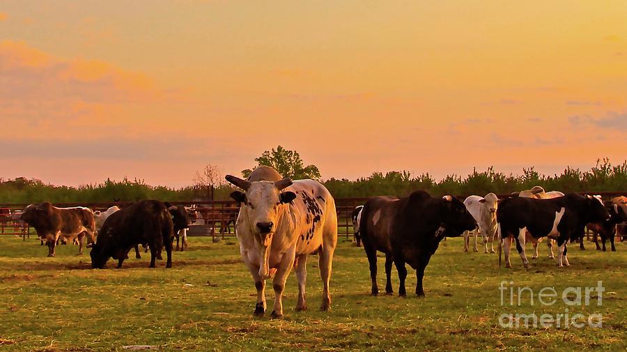 Bull Photograph - Rodeo Bulls at Dawn by Gus McCrea