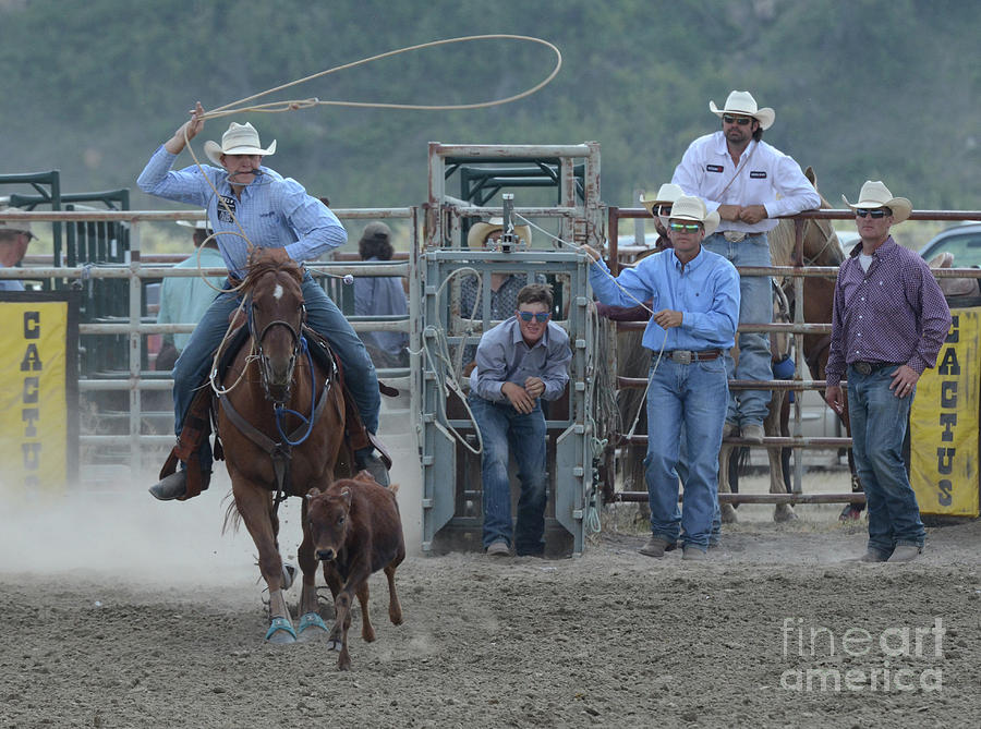 Rodeo Calf Roping Photograph by Bob Christopher