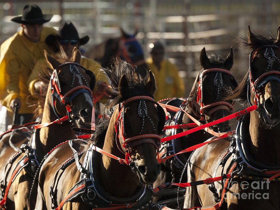 Horse Photograph - Rodeo Chuckwagon Race 2 by Bob Christopher