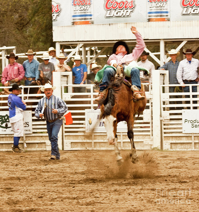 Rodeo Cowboy Riding A Bucking Bronco Photograph