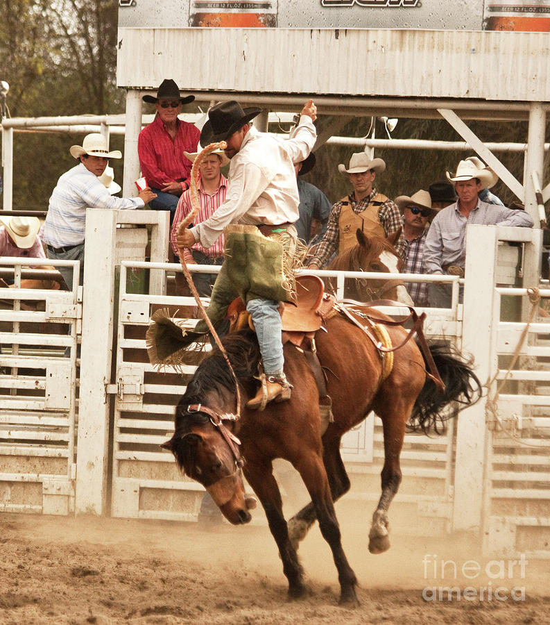 Rodeo Cowboy Riding A Wild Horse Photograph