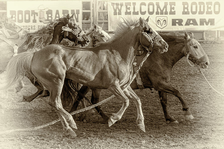 Rodeo Horses - Antique Sepia Photograph by Caitlyn Grasso