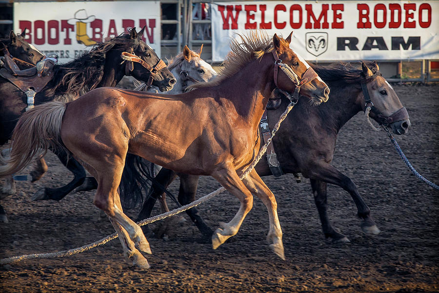 Rodeo Horses Photograph by Caitlyn Grasso