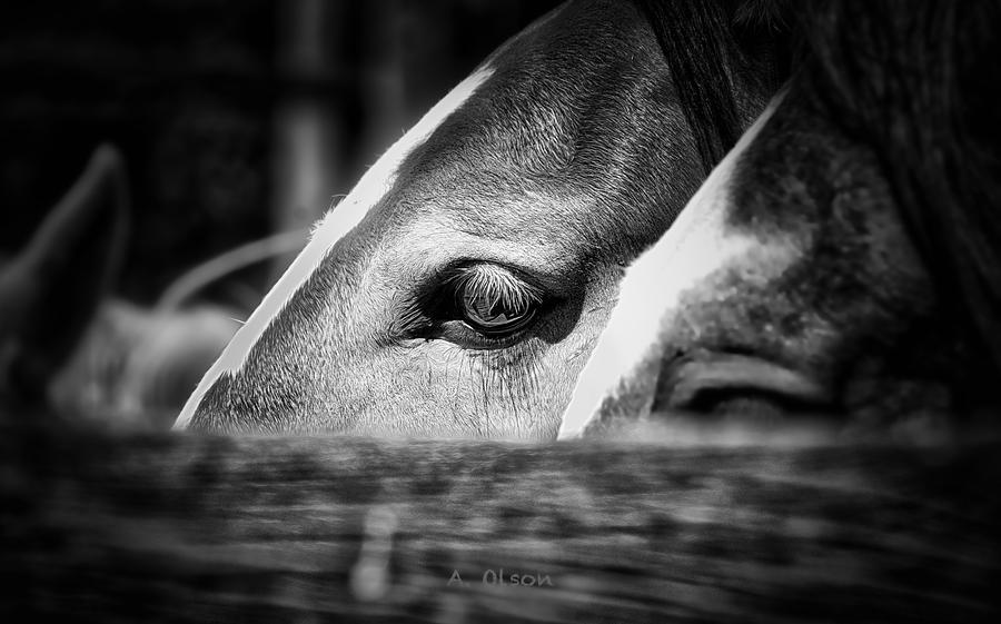 Horse Photograph - Rodeo pen horse with Bette Davis eyes by Allen Olson