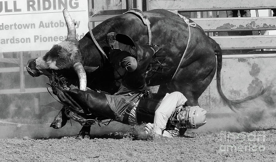 Bull Photograph - Rodeo Stars 10 by Bob Christopher