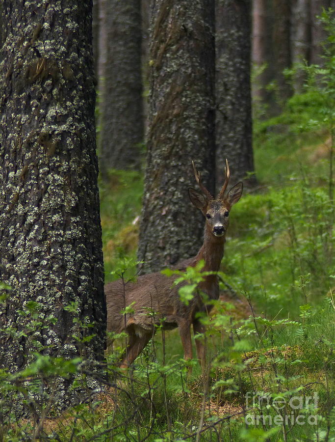 Roe Buck in early June Photograph by Phil Banks