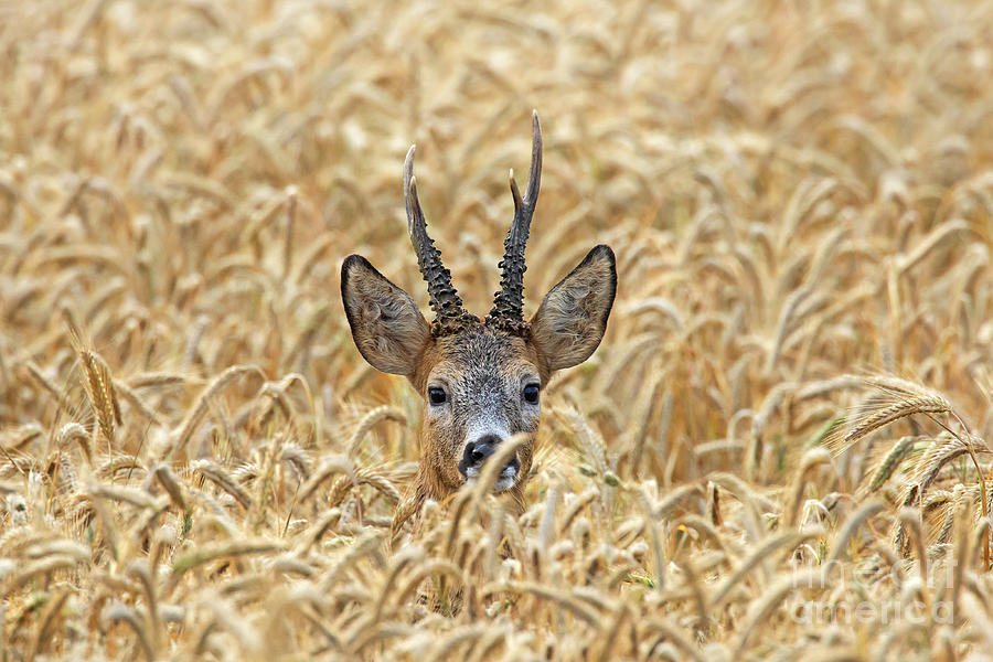 Roe Deer Photograph by Arterra Picture Library