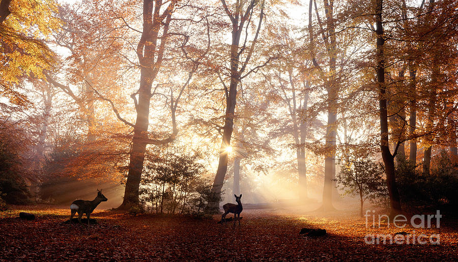 Roe Deer at sunrise in the New Forest Photograph by Warren Photographic