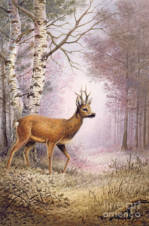 Deer Painting - Roe Deer by Carl Donner
