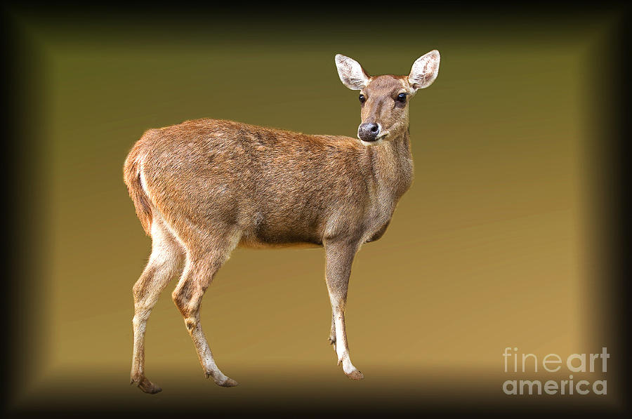 Animal Photograph - Roe Deer by Charuhas Images