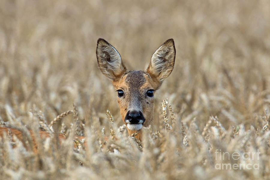 Roe Deer in Wheat Field Photograph by Arterra Picture Library