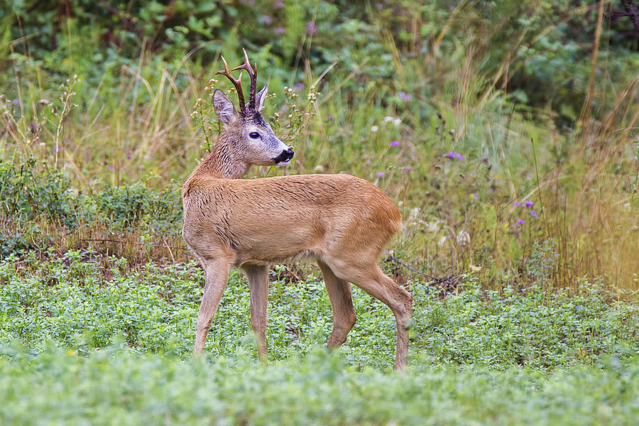 Roe Deer Photograph by Mircea Costina Photography