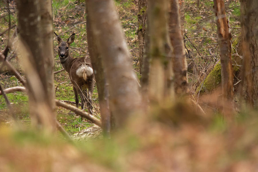 Deer Photograph - Roe deer by Silviu Dascalu
