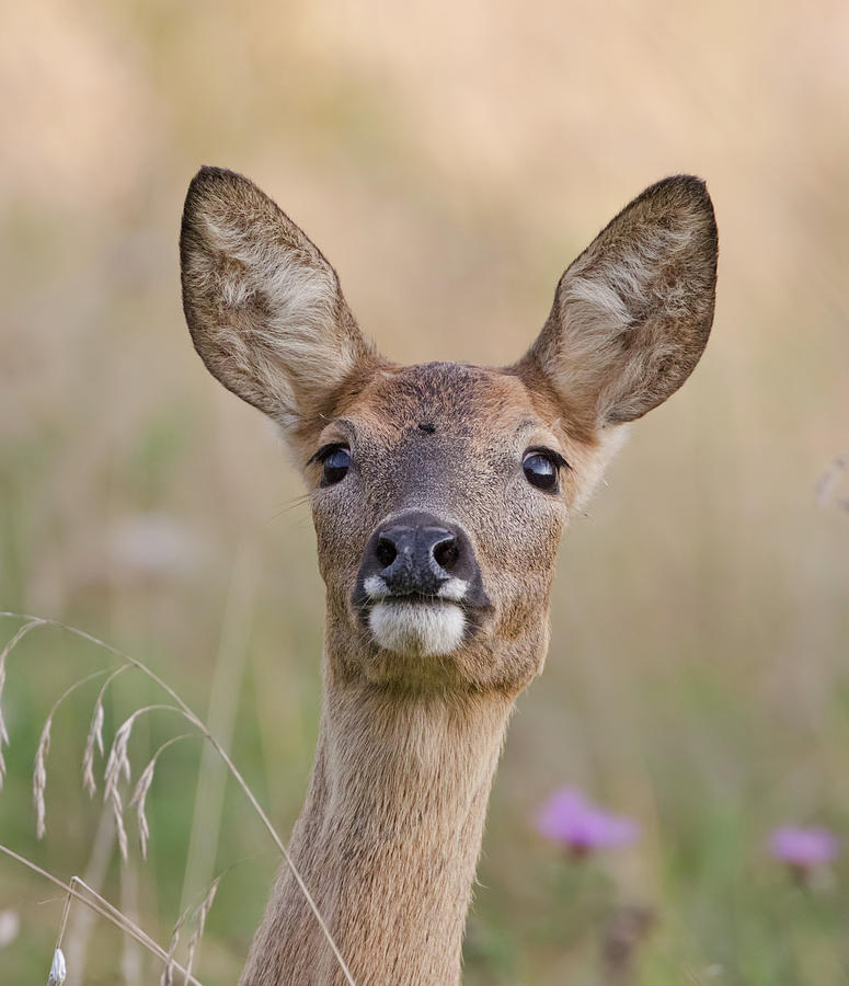 Roe Deer Surprise Photograph by Pete Walkden