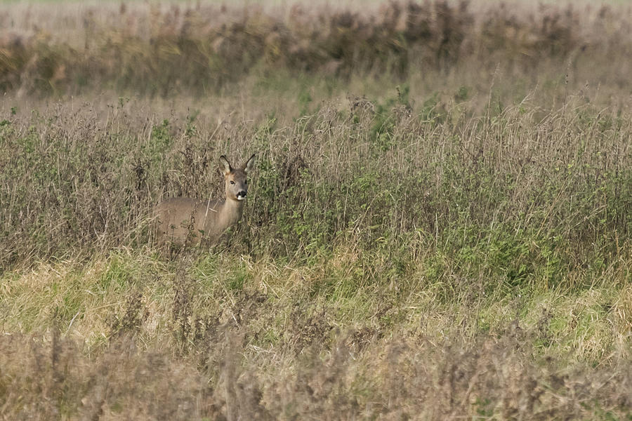 Roe Deer Photograph by Wendy Cooper