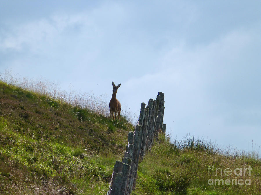 Roe doe on a hilltop Photograph by Phil Banks