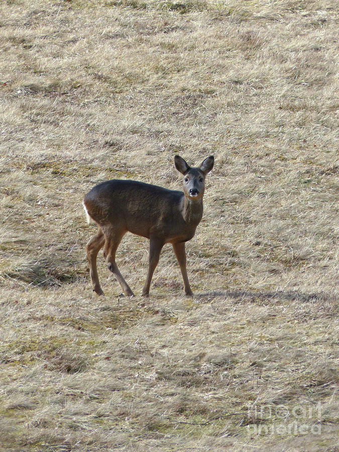 Roe doe in March Photograph by Phil Banks
