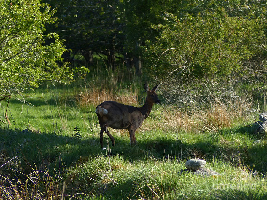 Mammal Photograph - Roe doe in shadow by Phil Banks