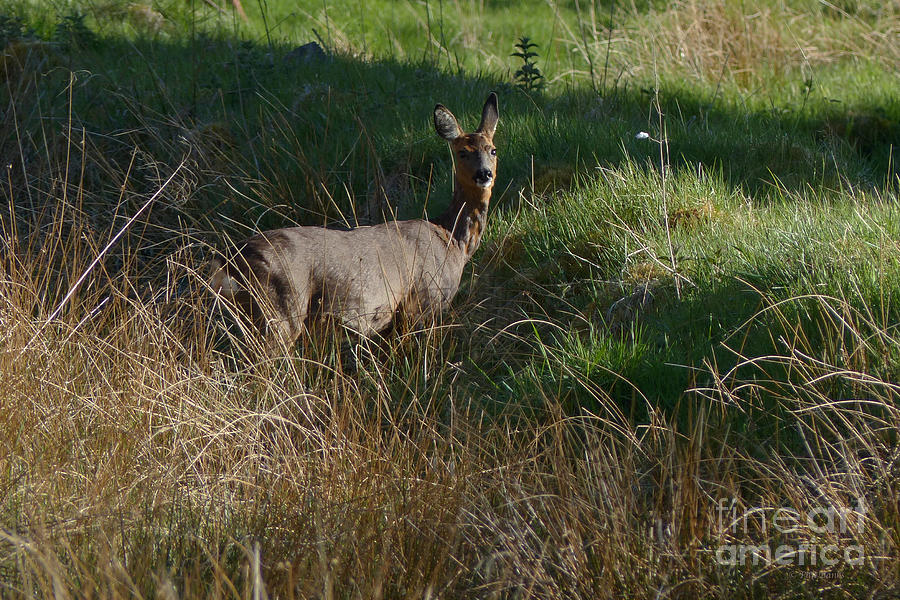 Roe Doe in late May Photograph by Phil Banks