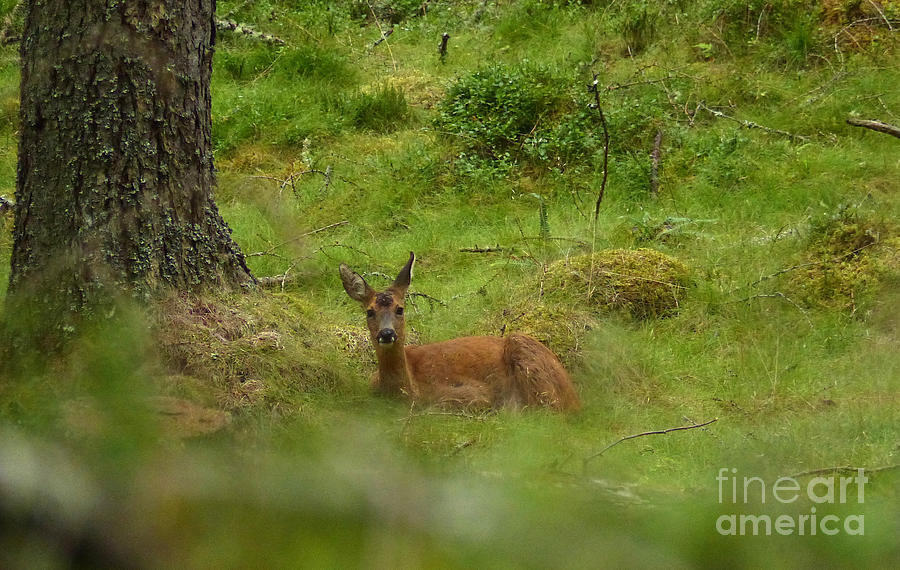 Roe Doe Resting in the Forest Photograph by Phil Banks