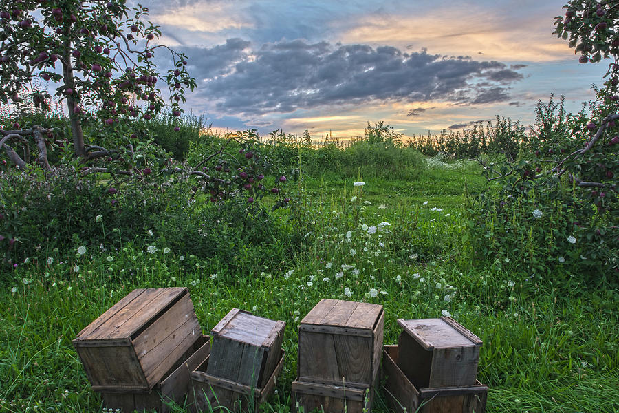 Roe Orchards Twlight Crates Photograph by Angelo Marcialis