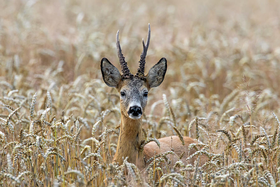 Roebuck Photograph by Arterra Picture Library