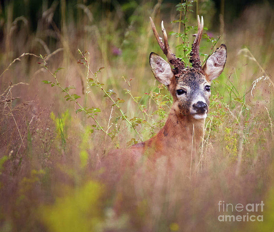 Roebuck in a grass field Photograph by Ragnar Lothbrok