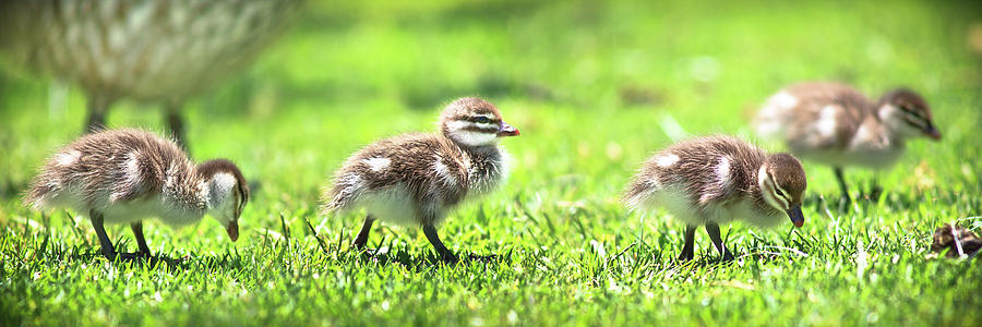 Rogue Duckling, Yanchep National Park Photograph by Dave Catley