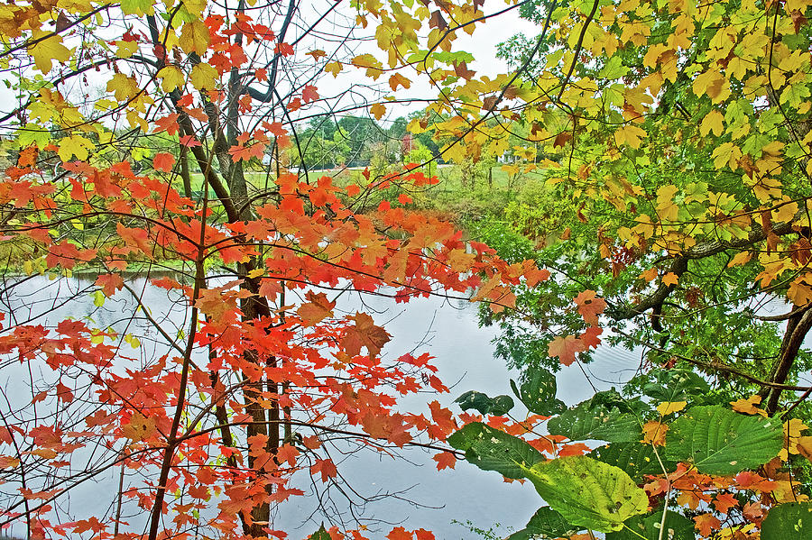 Rogue River through Autumn Leaves in Rockford, Michigan  Photograph by Ruth Hager