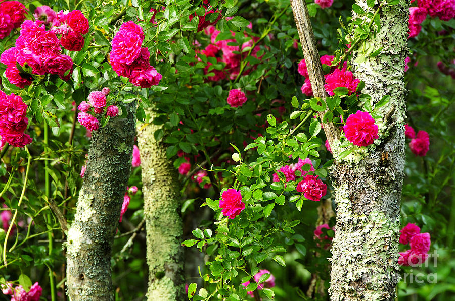 Rogue Rose 2 Photograph By Thomas R Fletcher Fine Art America