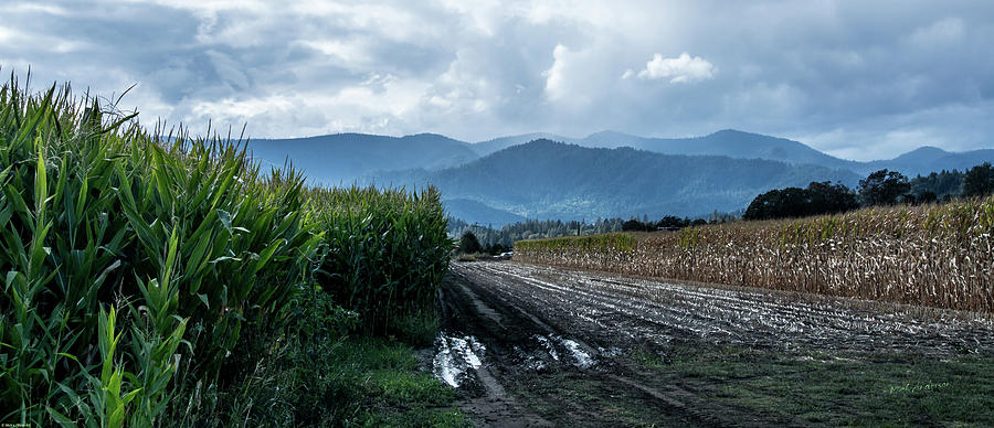 Rogue Valley Corn Photograph by Mick Anderson