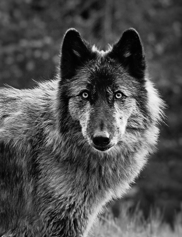 Rogue Wolf - Wolfdog Portrait Photograph by Andrea Borden | Fine Art ...